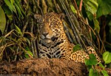 Topps Tiles’ ‘40 for 40’ partnership with World Land Trust parkside-woodland