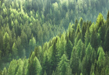 A quick guide to sustainable hardwood flooring