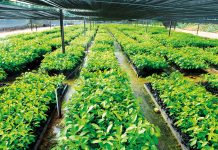 SP101 Flooring Plywood – Environmental & Technical Assurance LVT