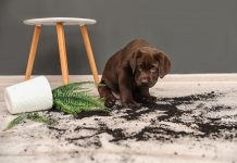 Five ways to look after your flooring