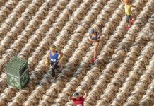 Latest collection announced by Alternative Flooring